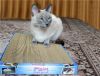 Новые когтеточки-лежанки для кошек в Дагестане
